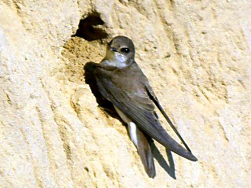 Brodtener Ufer Schwalbe bei travemnde uferschwalbe